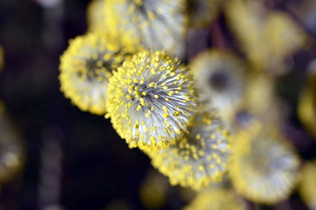 Pollen